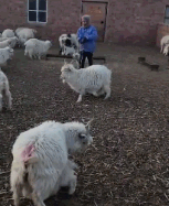 羊:阿姨,我妈妈是哪个